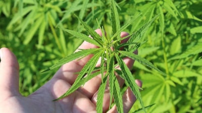 THC nedir, yasal mı? THC'nin vücuda etkileri...