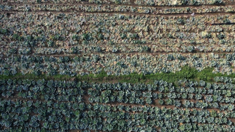 Turşusu, dolması, çorbası… Hasadı başladı: Kilosu 200 TL’den satılıyor