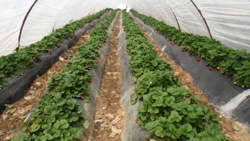 Yaz meyvesinde kış hasadı başladı: Tarlada 150, tezgahta 300 TL...