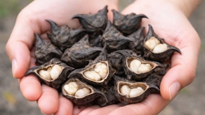 Sosyal medyayı şaşırttı! Su kestanesi (Trapa natans) nedir, yenir mi?