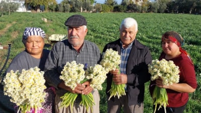 Mersin'de nergisler erken açtı