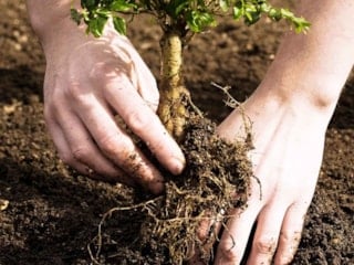 Evin bahçesine dikilmemesi gereken ağaçlar: Evin huzurunu kaçırıyor…