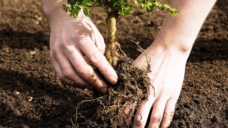 Evin bahçesine dikilmemesi gereken ağaçlar: Evin huzurunu kaçırıyor…