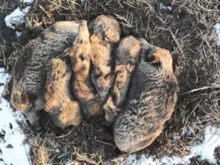 Kars'ın sert kışında domuz ailesi görüntülendi