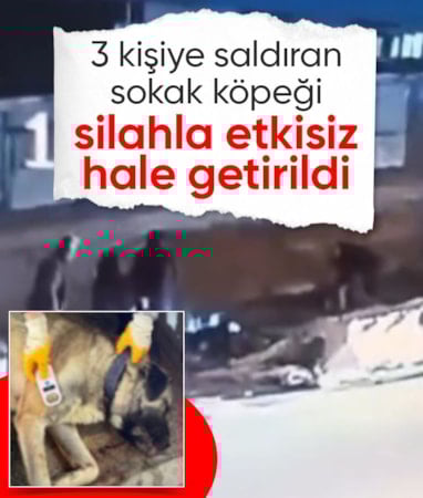 Bursa'da 3 kişiye saldırıp ısıran köpek, tabancayla vuruldu