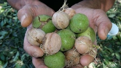 20 yıl önce ekti, bütün köyü zengin etti! Duyan akın ediyor...