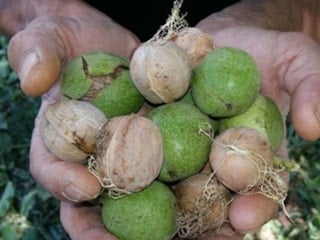 20 yıl önce ekti, bütün köyü zengin etti! Duyan akın ediyor...