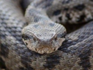 Osmanlı engereğinin yayılış haritası genişledi