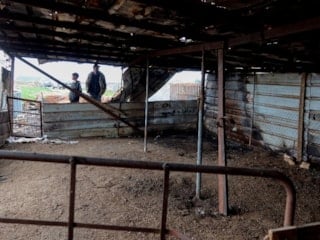 İsrailliler, Batı Şeria'da, Filistinlilerin çiftliğinden 150 koyun çaldı