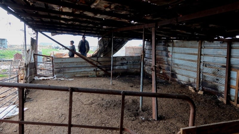 İsrailliler, Batı Şeria'da, Filistinlilerin çiftliğinden 150 koyun çaldı