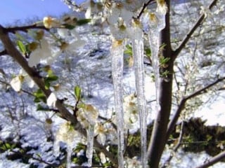 Zirai don için tarih verildi: 7 ilçede termometreler eksiye incek
