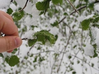 Aydın’da zirai don uyarısı