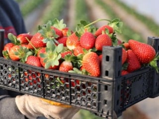 'Bu topraklarda çilek olmaz' denildi, Şanlıurfa'da üretimini 60 dekara taşıdı