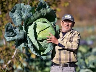 Osmaniye'de ata tohumu lahana, geçim kaynağı oldu