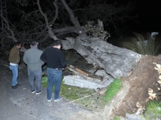 Mersin'de şiddetli rüzgar asırlık meşe ağacını devirdi