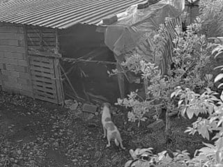 Antalya'da kümese giren başıboş sokak köpekleri 30 tavuğu parçaladı