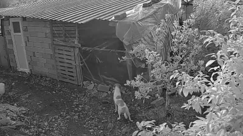 Antalya'da kümese giren başıboş sokak köpekleri 30 tavuğu parçaladı