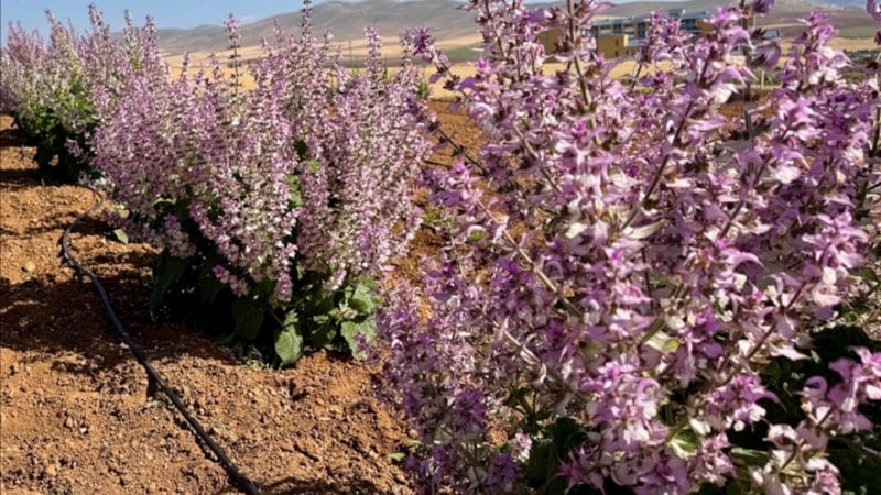 Kırşehir'de aromatik bitkiler alternatif ürün oldu