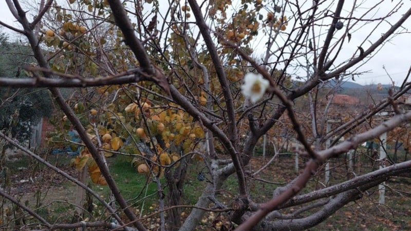 Manisa'da erik ağacı çiçek açtı