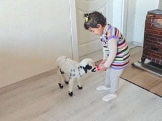 Erzincan'da annesinin istemediği kuzuya bakıyor