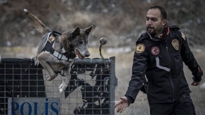 Depremden cinayete iz sürüyor: Kadavra köpeği Melo görev başında