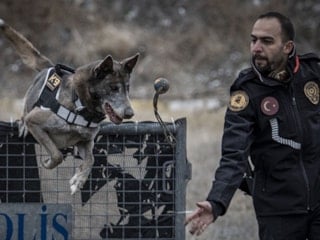 Depremden cinayete iz sürüyor: Kadavra köpeği Melo görev başında
