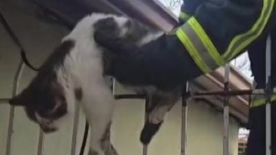 Amasya’da korkuluklara sıkışan kedi kurtarıldı