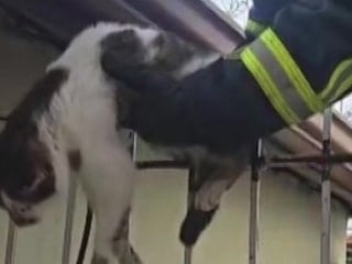 Amasya’da korkuluklara sıkışan kedi kurtarıldı