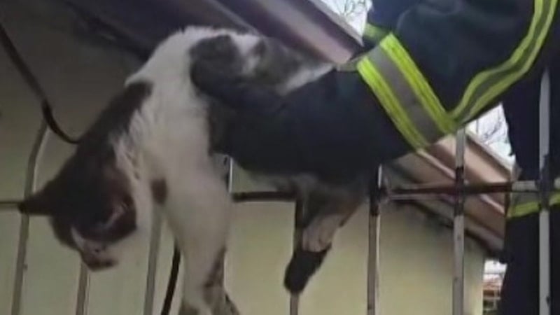 Amasya’da korkuluklara sıkışan kedi kurtarıldı