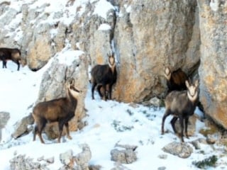 Erzincan Munzur’un beyaz zirvesinde şamualar görüntülendi