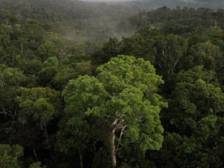 Bilim insanları açıkladı: Amazon ormanlarında iklim değişiyor
