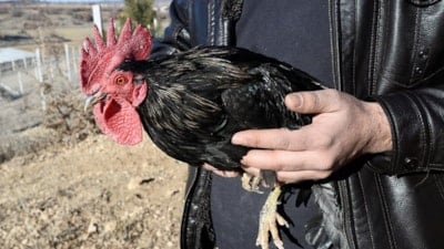 Yılbaşı öncesi hindi fiyatları arttı: Horoza rağbet var