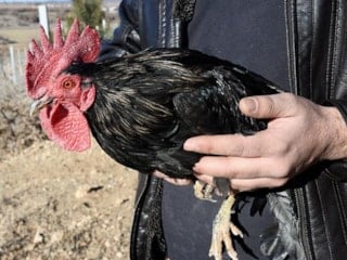 Yılbaşı öncesi hindi fiyatları arttı: Horoza rağbet var