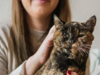 Dünyanın bilinen en yaşlı kedisi Flossie, 30 yaşına girdi