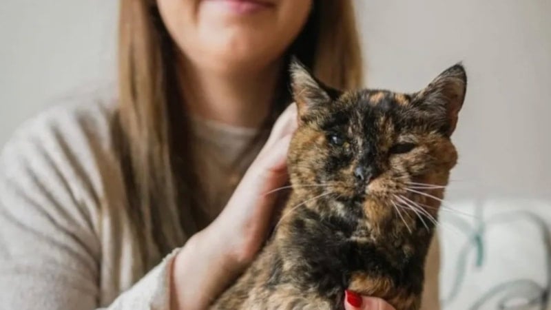 Dünyanın bilinen en yaşlı kedisi Flossie, 30 yaşına girdi