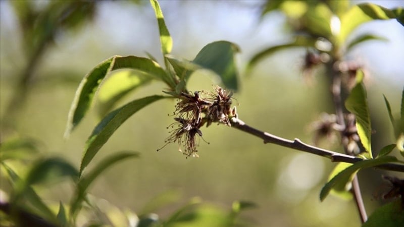 Üreticilere 221 milyon 150 bin lira zirai don desteği ödemesi bugün yapılacak