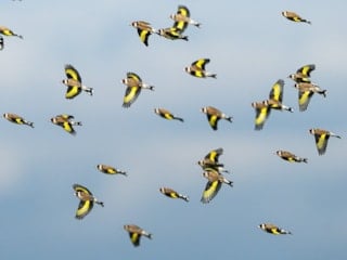 Bursa kırlarında saka kuşlarının dansı