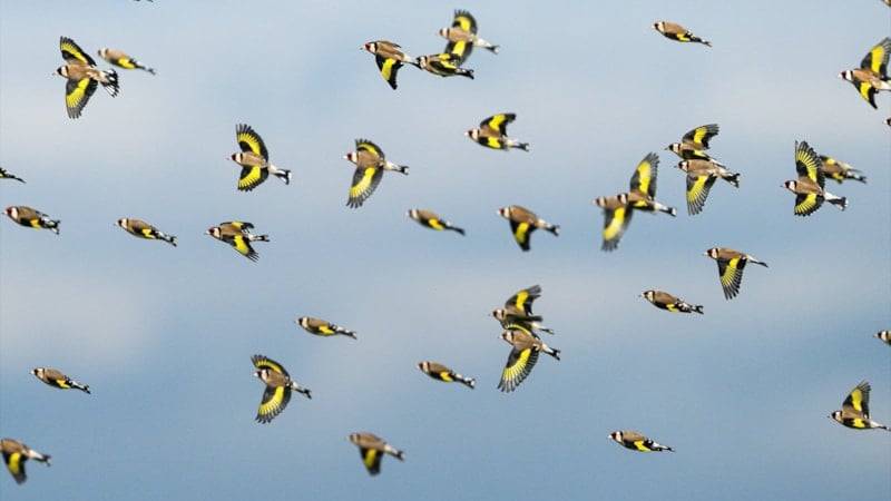 Bursa kırlarında saka kuşlarının dansı