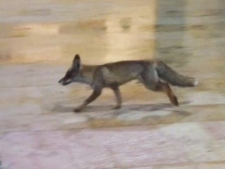 Balıklıgöl’de sürpriz misafir: Aç kalan tilki yiyecek aradı