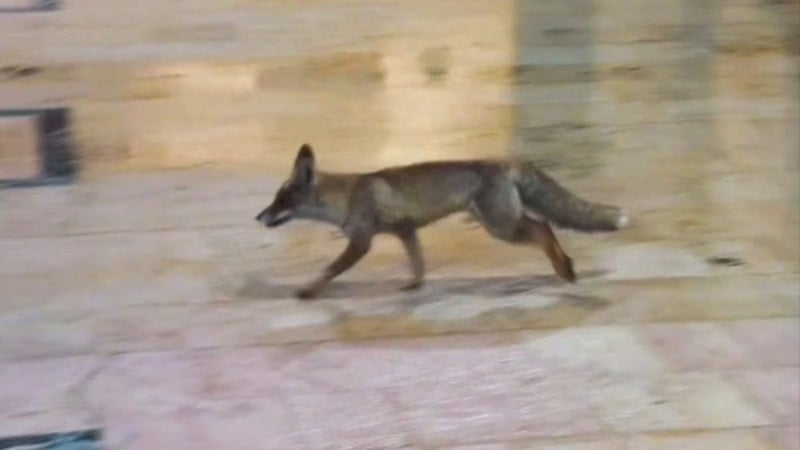 Balıklıgöl’de sürpriz misafir: Aç kalan tilki yiyecek aradı