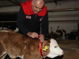 Elazığ’da yılın ilk buzağısına altın takıldı