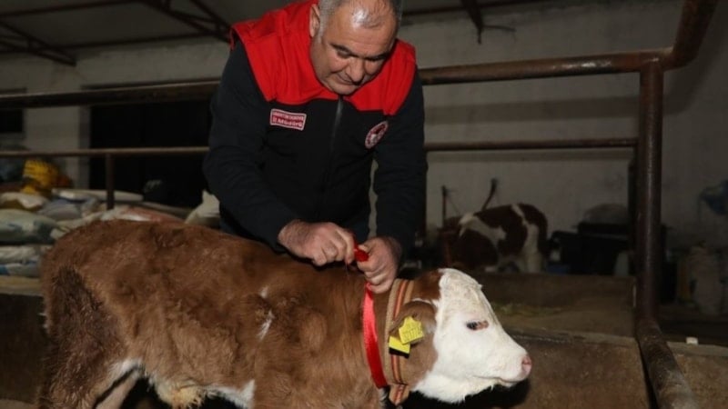 Elazığ’da yılın ilk buzağısına altın takıldı