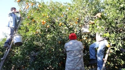 Adana'da tescilli Kozan portakalında hasat zamanı