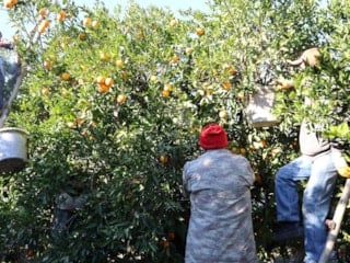 Adana'da tescilli Kozan portakalında hasat zamanı