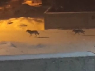 Van'da aç kurtlar sokaklarda