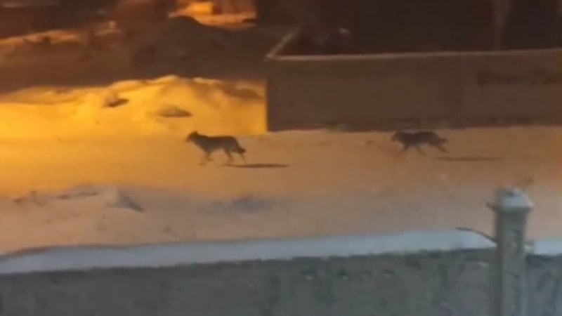 Van'da aç kurtlar sokaklarda