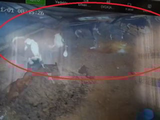 Diyarbakır'da bir ahırın çatısının çökme anı kamerada