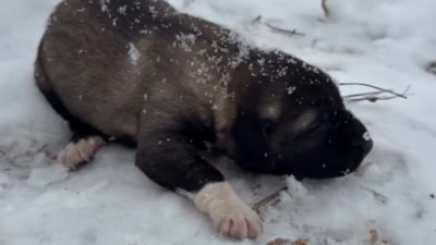 Tunceli'de yavru köpeğe eziyete tutuklama