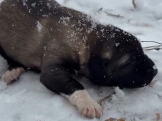 Tunceli'de yavru köpeğe eziyete tutuklama