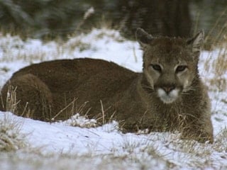 ABD'de yürüyüş yapan kadın puma saldırısında öldü
